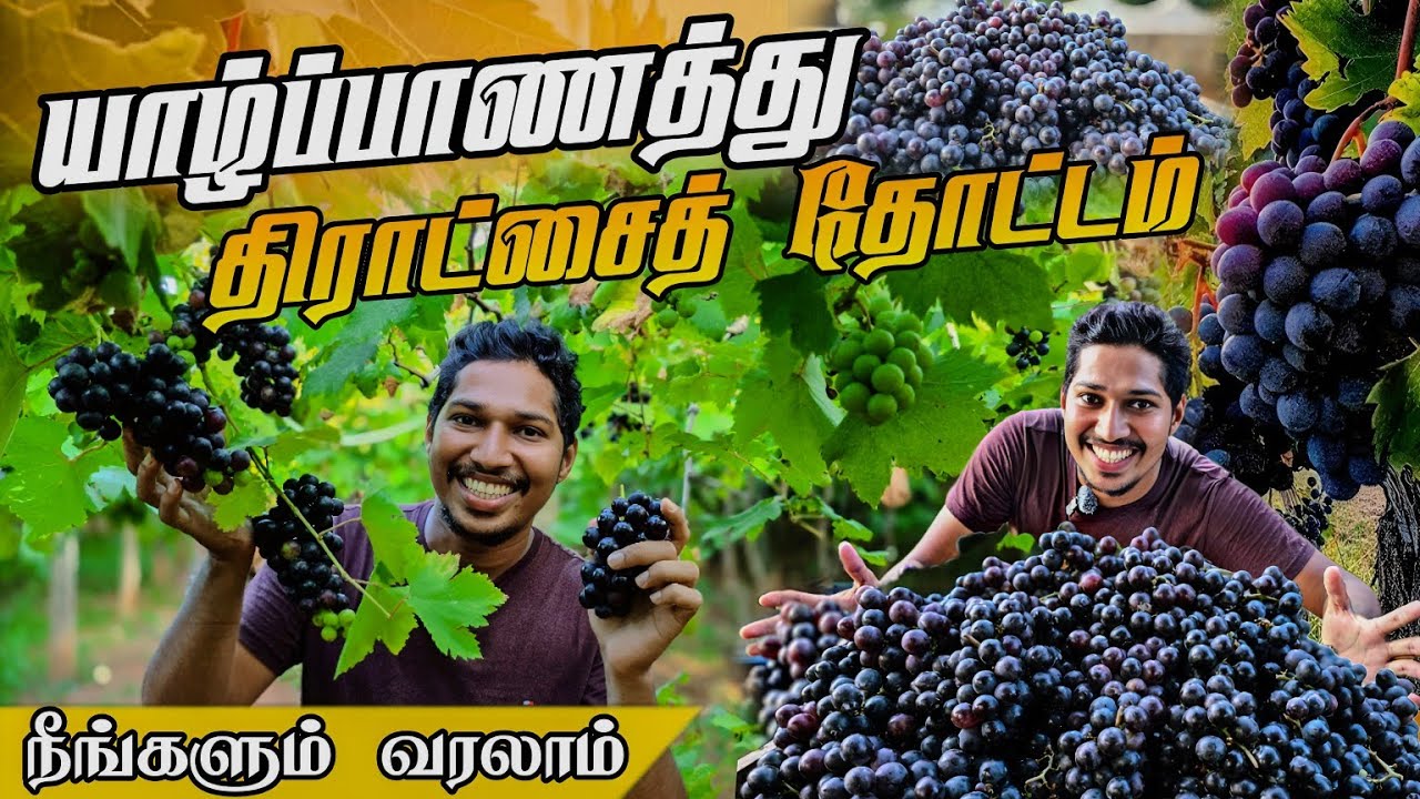 வியக்க வைக்கும் பிரமாண்ட திராட்சைத் தோட்டம் 🍇| Jaffna Grapes Garden | Urumpirai | Sri Lanka