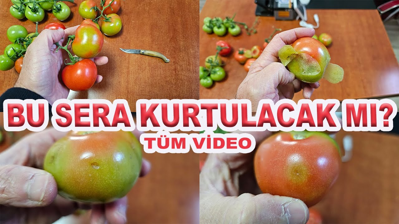 VİDEONUN TAMAMI: DOMATESTE ÇOK KARIŞTIRILAN KONU ToBRFV VE BLOCHY RİPENİNG AYRIMI.