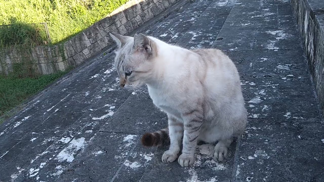 しょぼん顔のグルーミングタイム(´・ω・｀) #猫動画