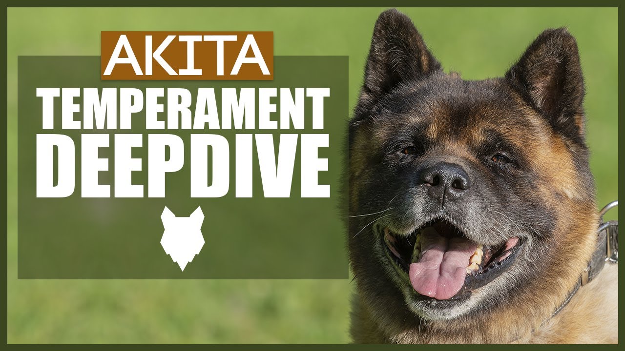AKITA TEMPERAMENT DEEPDIVE