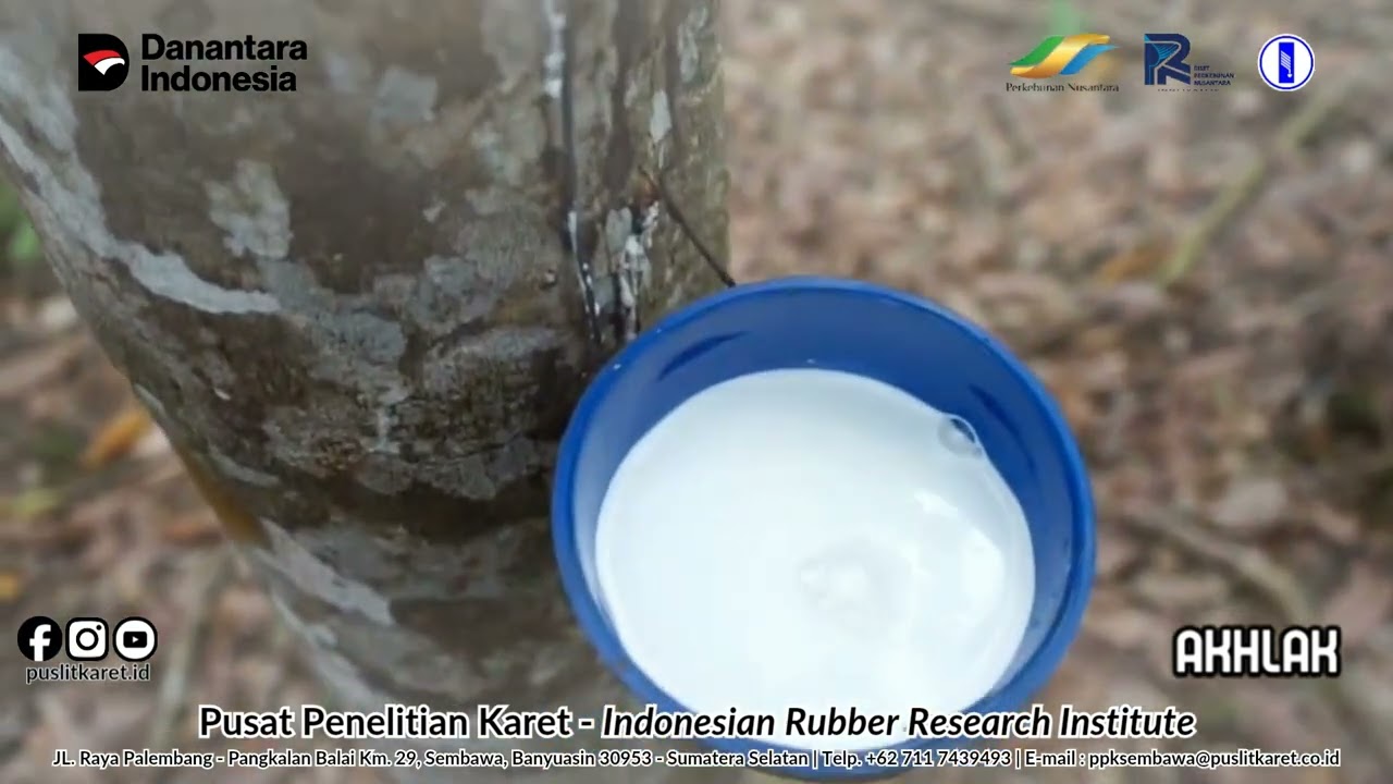 Klon unggul hasil riset Tim Pemuliaan Tanaman Pusat Penelitian Karet, yang dirilis pada tahun 2025