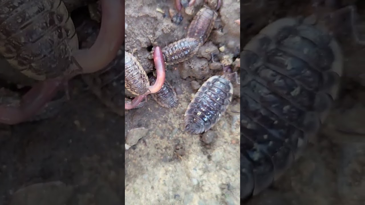 (4K) Regenwürmer gegen Kellerasseln / worms against  insects 