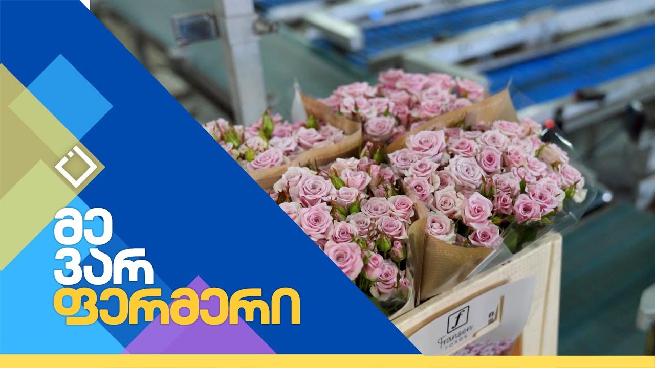 ჰოლანდიური ვარდი | მე ვარ ფერმერი | 17.10.2023