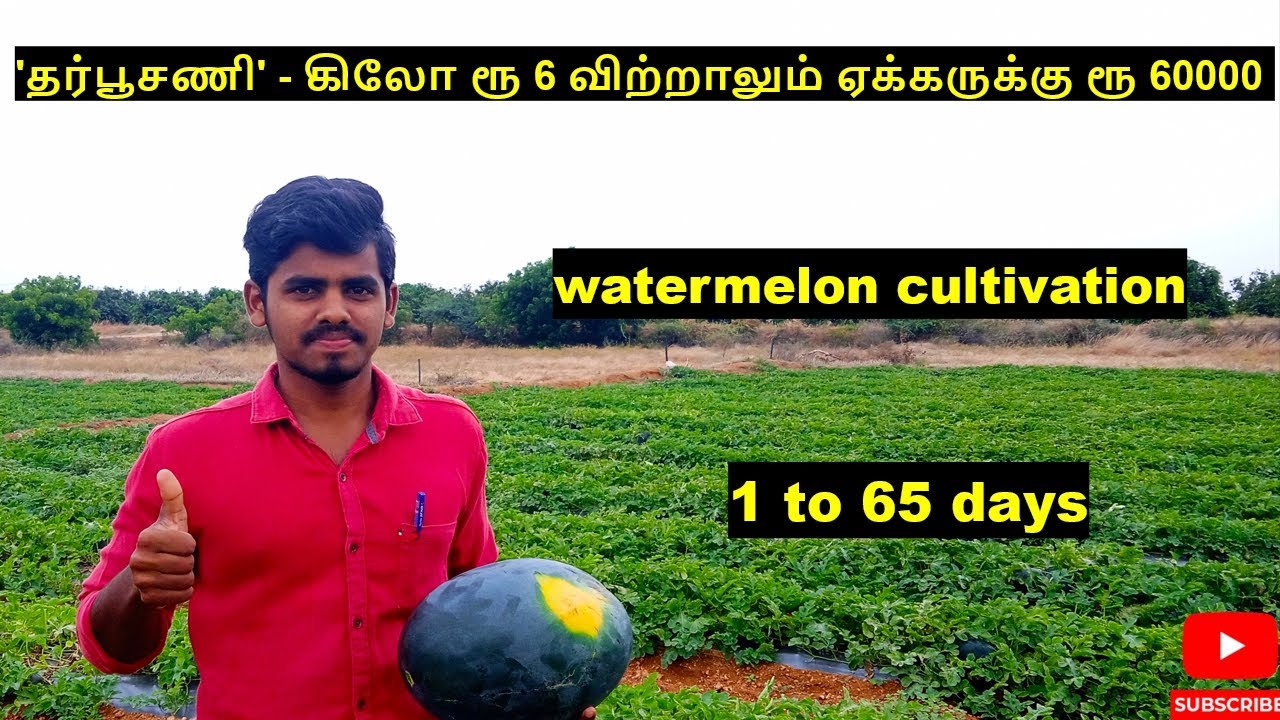 கோடை காலத்தில் அதிக வருமானம் பெற தர்பூசணி பயிர் நடவு முதல் அறுவடை வரை in 2022