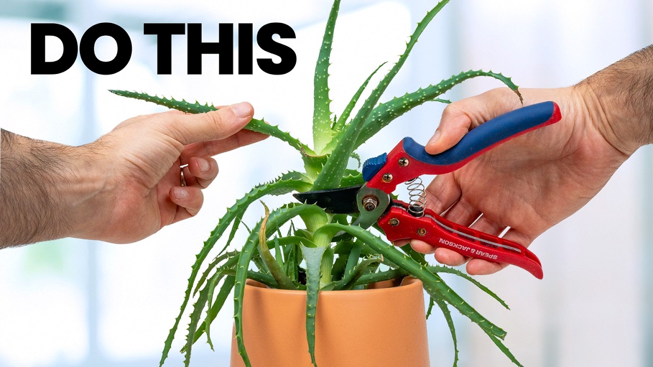 13 Plant Tasks You MUST Do In Winter