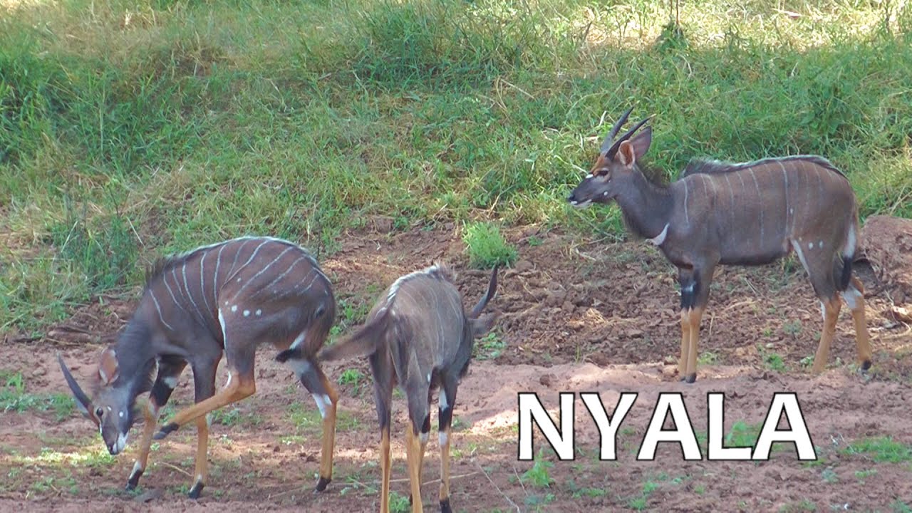 SOUTH AFRICA Nyala (Kruger national park - northern part)