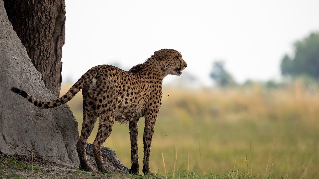 Botswana - Unmatched Beauty - Shot on FX6