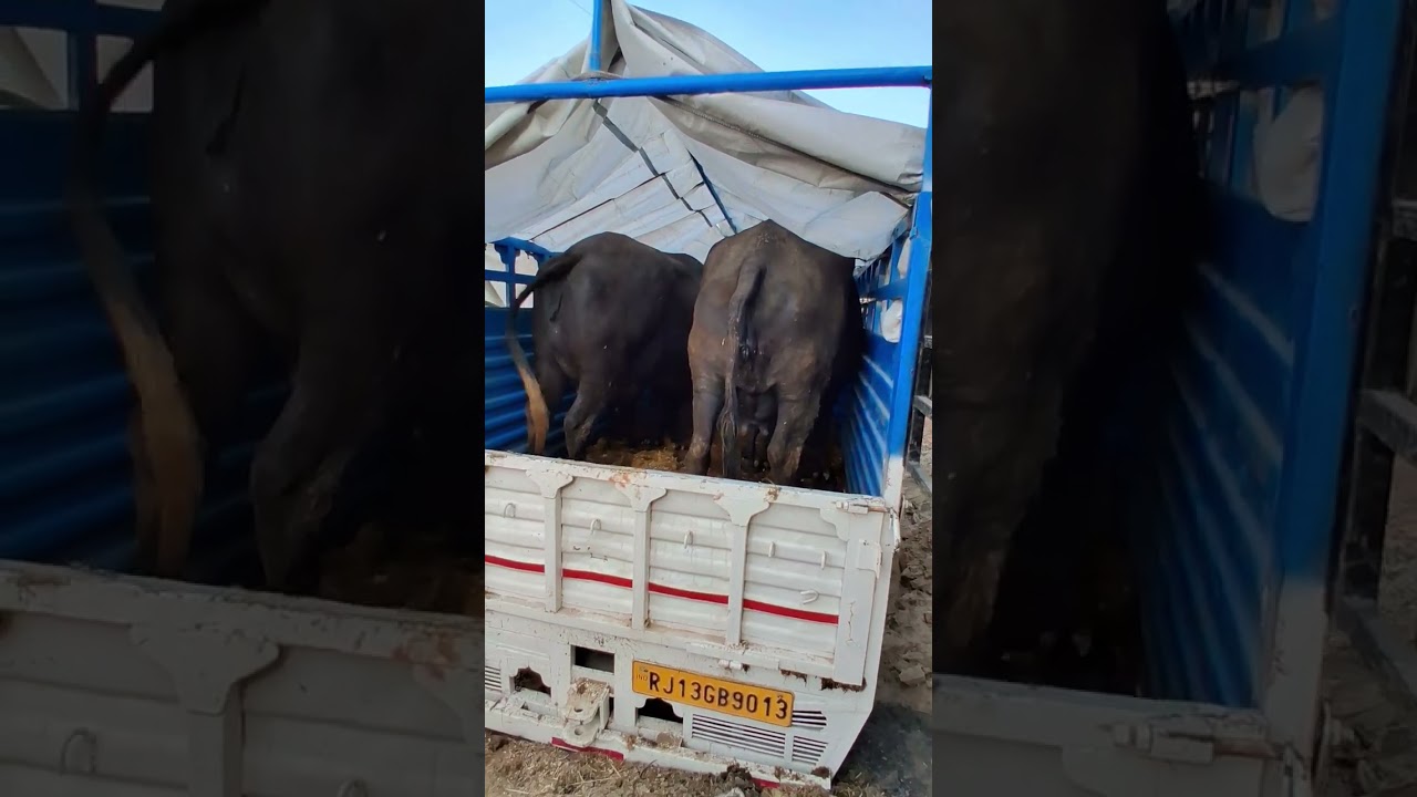 top class murrah buffalo for sale 