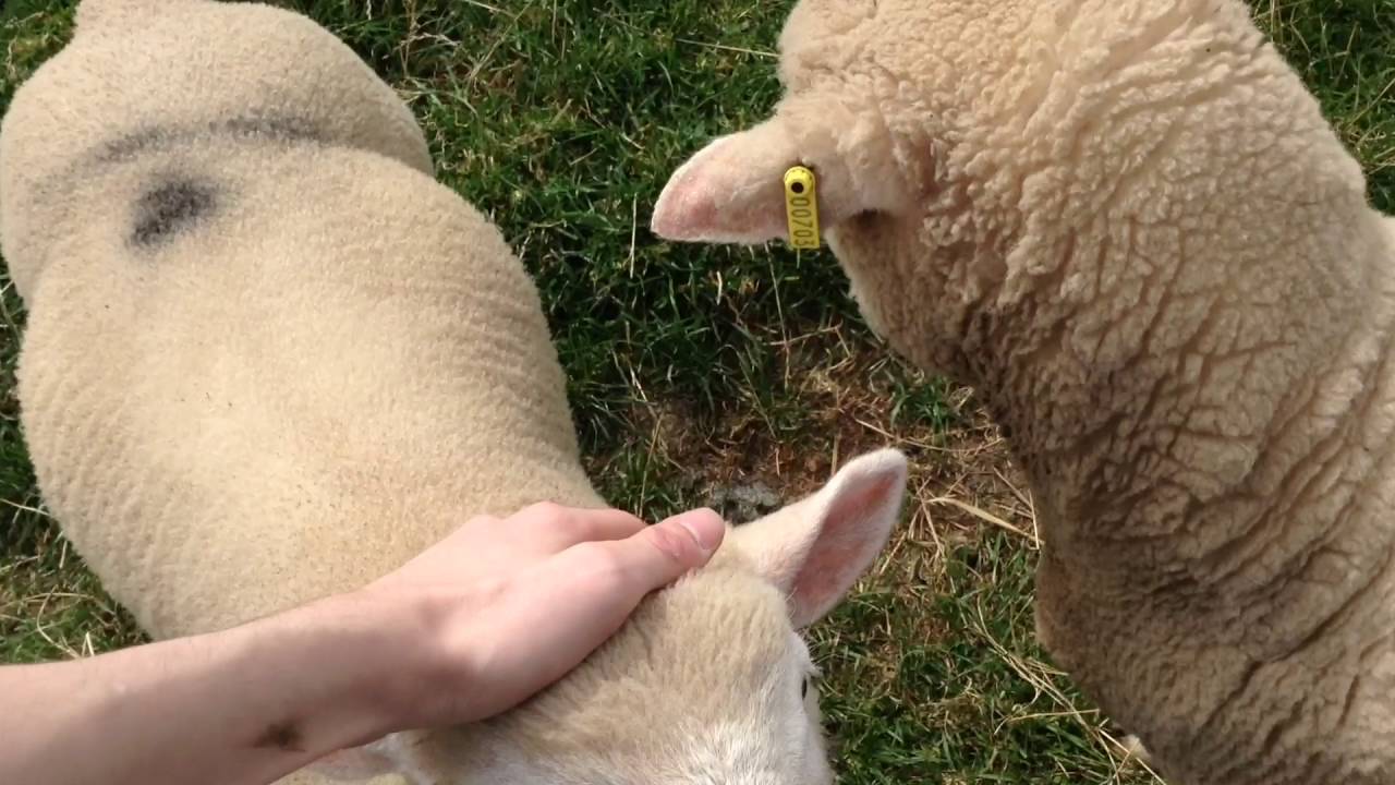 Petting Some Sheep