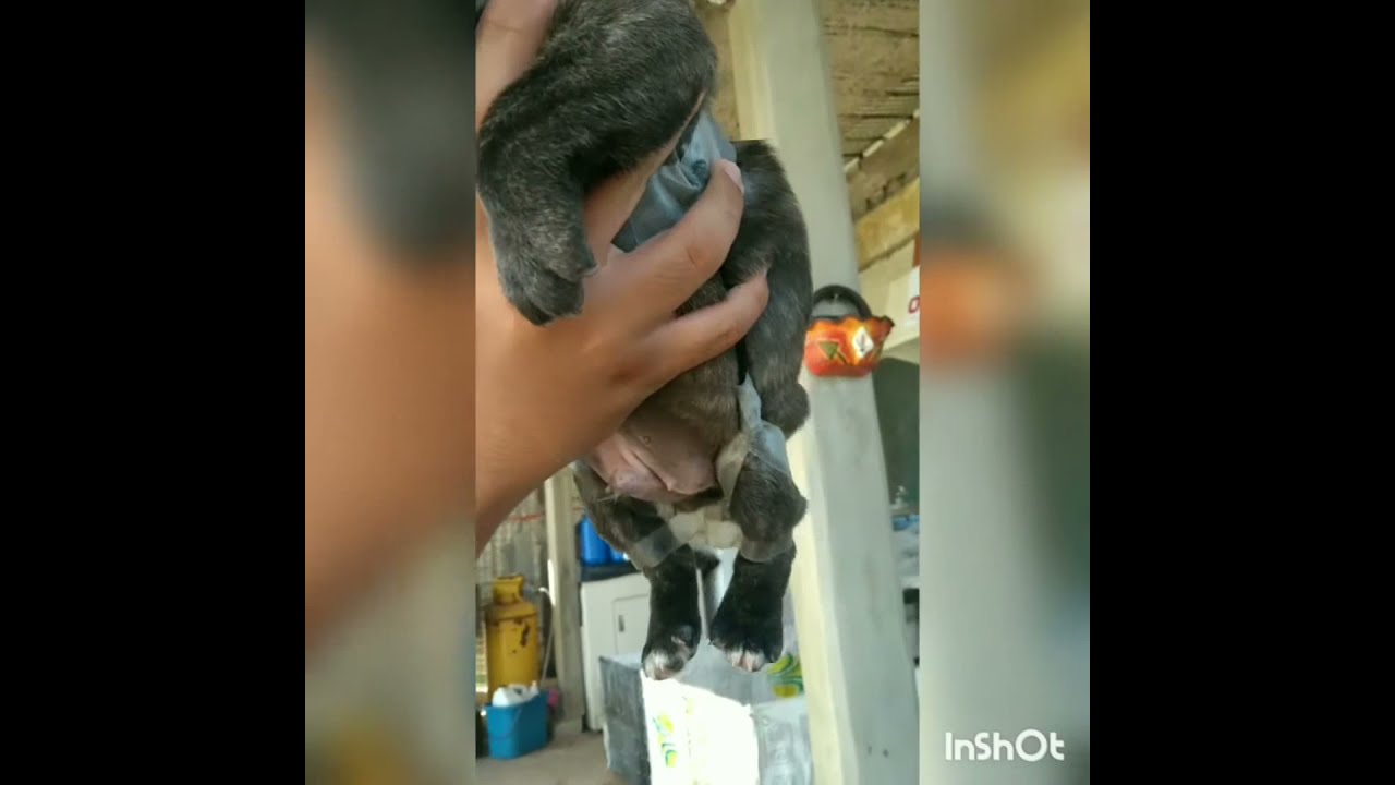 Cachorro no puede caminar bien, evolución de una técnica sencilla y eficaz
