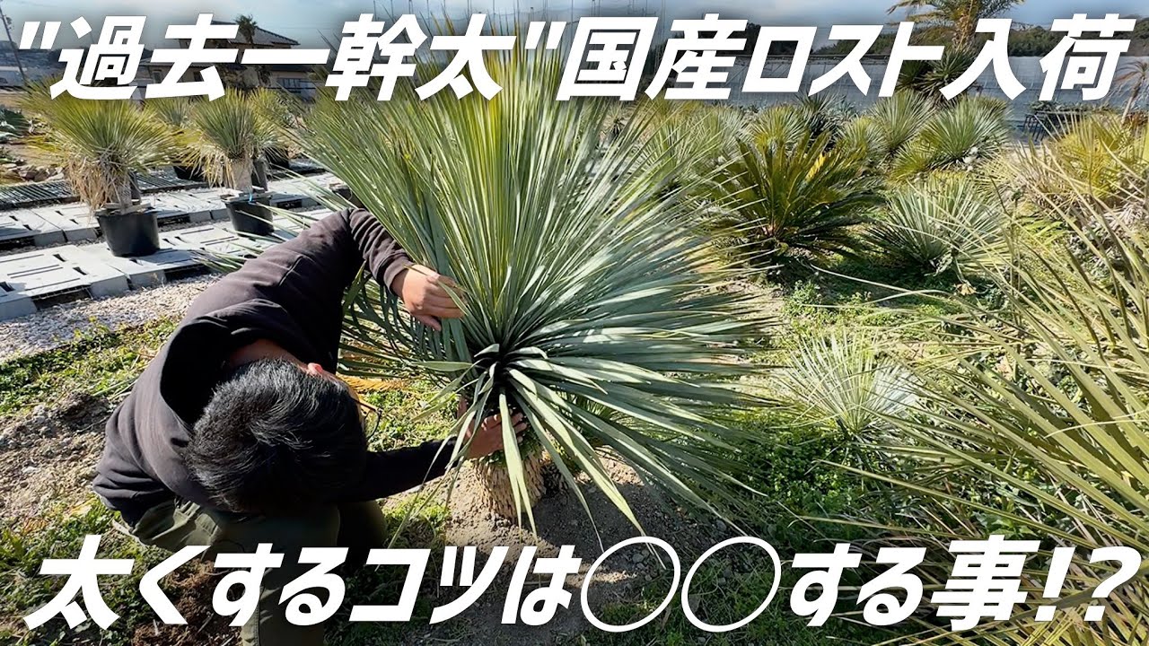 【ユッカ】過去イチ幹が太い
