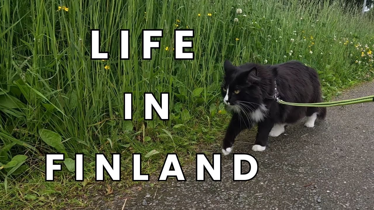Life in Finland | kitty walks | Medieval Turku | music | jousting