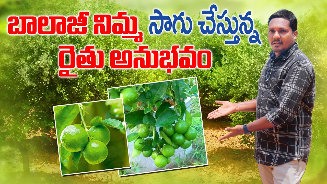 బాలాజీ నిమ్మ సాగు | Best Variety for Lemon | Balaji Lemon | AgriTech Telugu