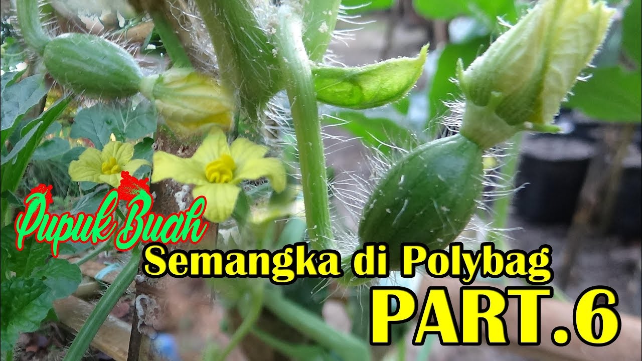 Tutorial Tani Penanaman SEMANGKA Di Polybag (Pupuk Generatif ) PART 6