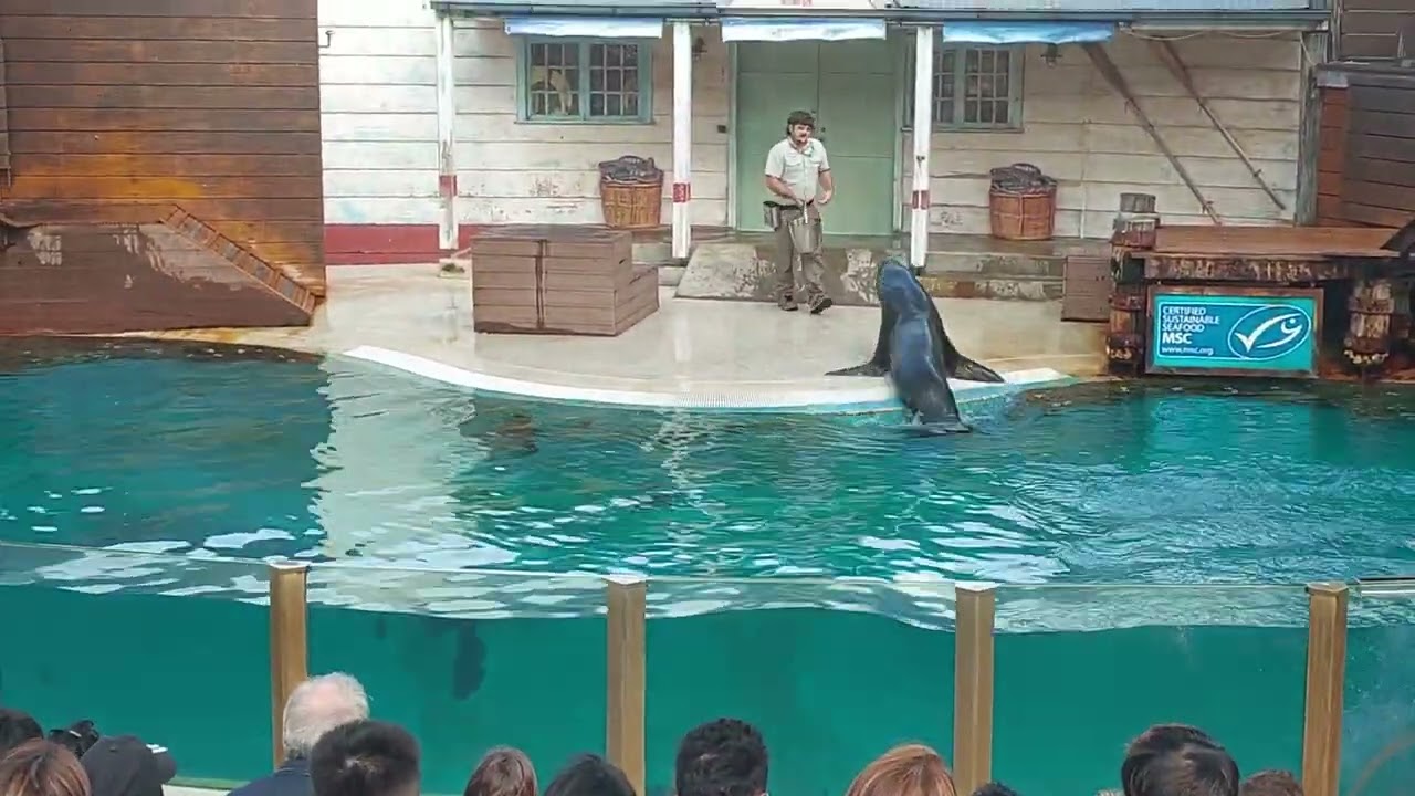 Taronga Zoo Seal Show
