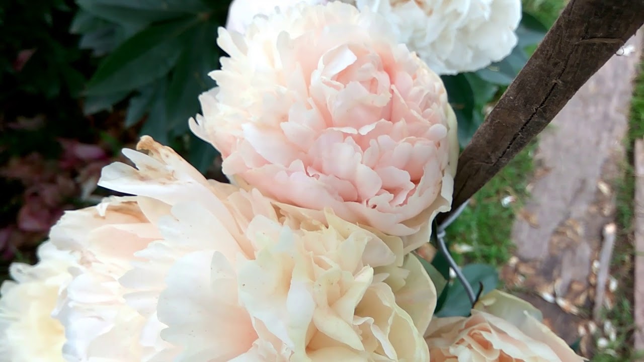 Peony 2017, Summer Glow, Пионы год 17й, Саммер Глоу