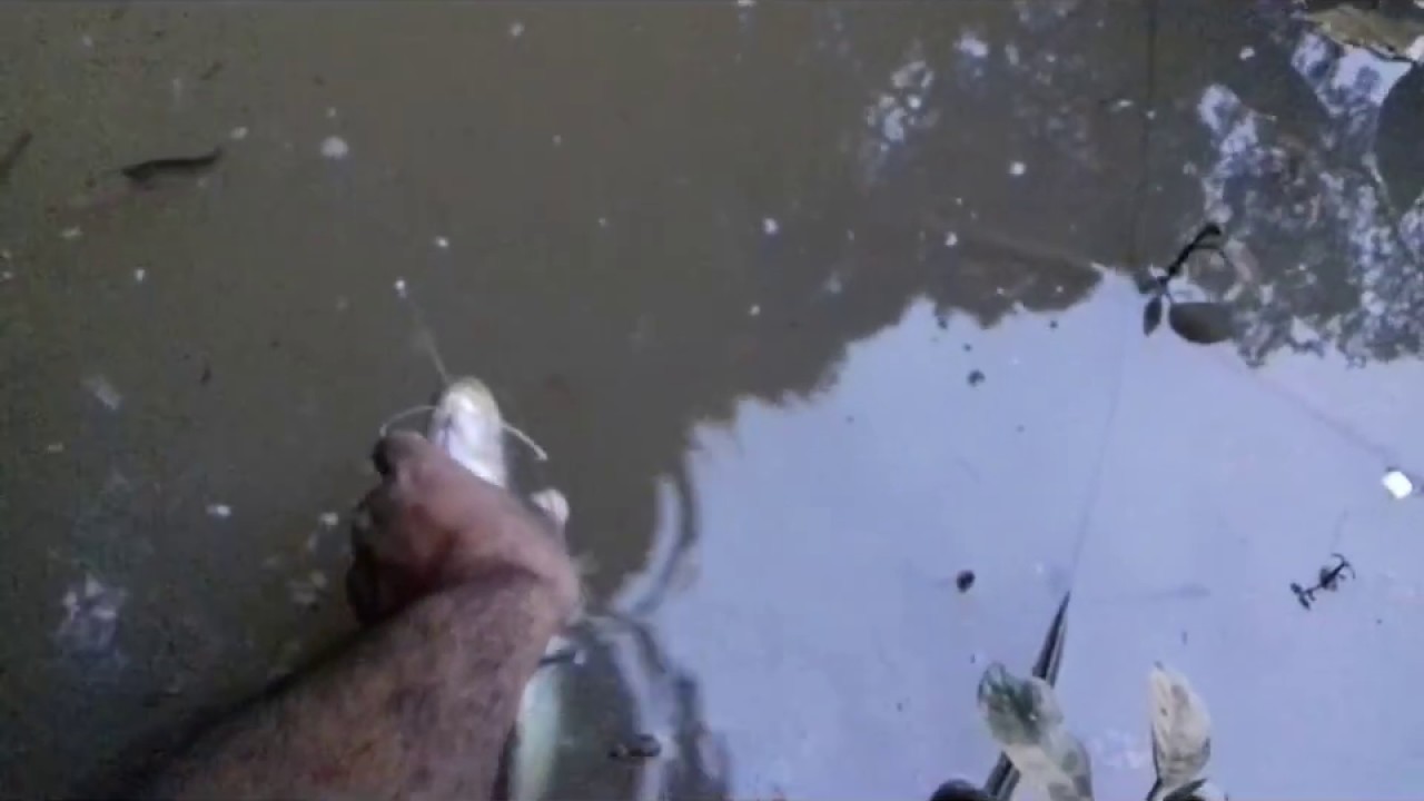 Bagrinho Capturado a tarde