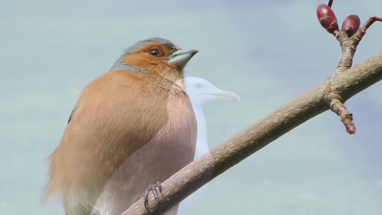 Backyard beauties of Scotland