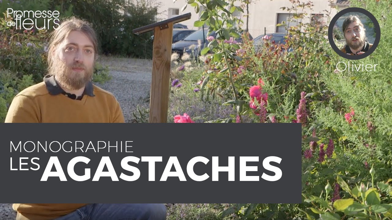 Monographie : les agastaches