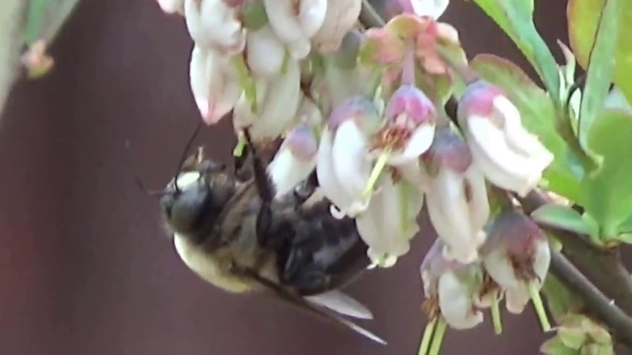 Bee attacking blueberry plant. They work hard.