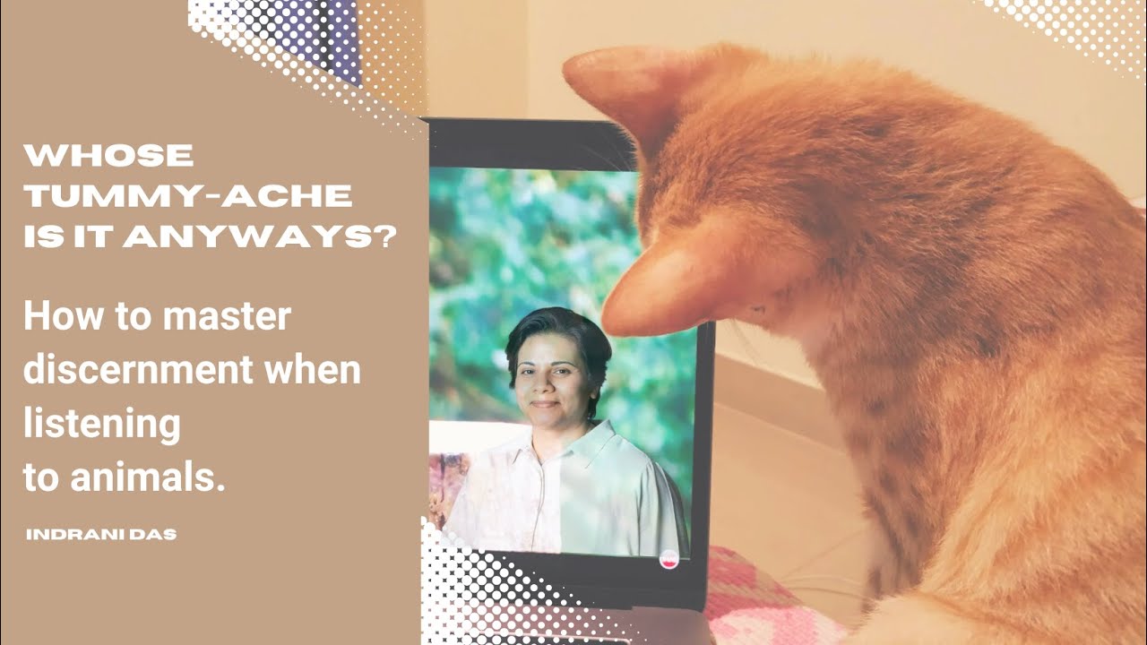 Whose Tummy-Ache Is It Anyways? Mastering Discernment in Animal Communication