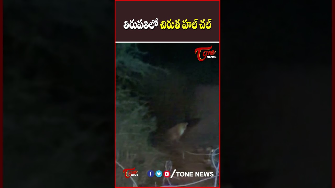 Leopard Spotted in Tirupati #peopard #tirumala #ttd #viralvideo #tonenews