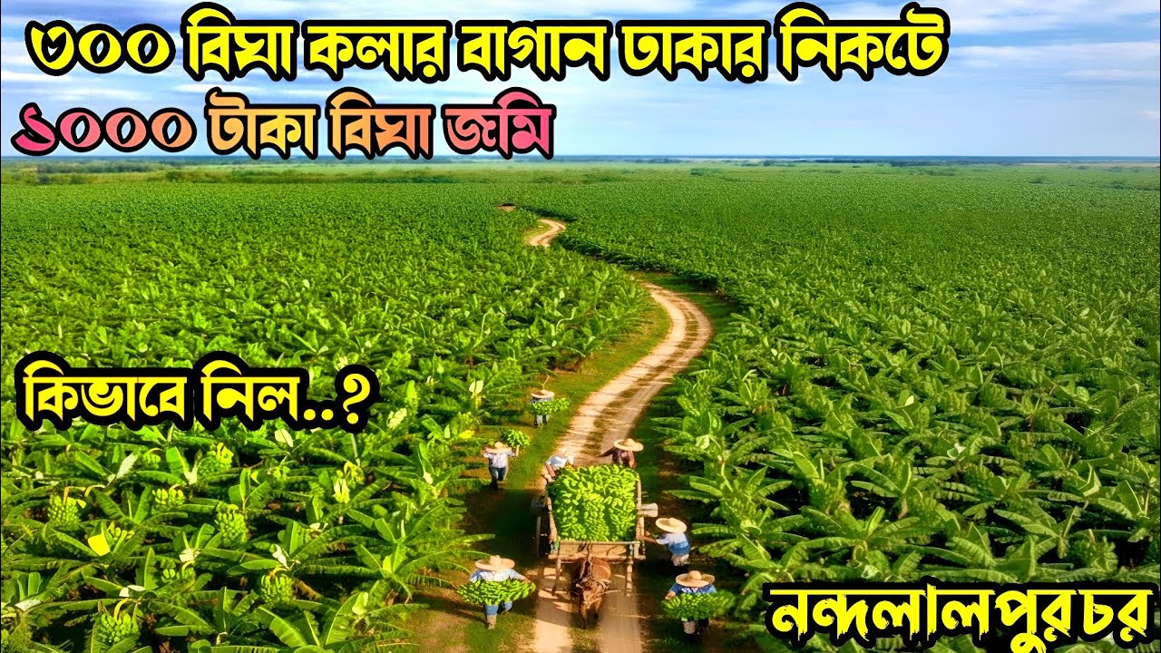 নন্দনালপুর চরে ৩০০ বিঘা কলার বাগান কিভাবে  ১০০০ টাকা বিঘা জমি নিলো RuralFarmingLife Near To Dhaka 