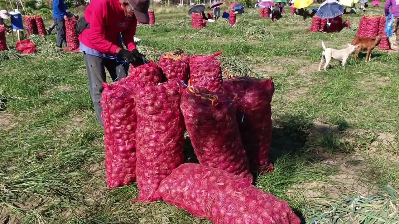 BAKIT MAS MURA ANG BIG SIZE? SECOND DAY OF HARVEST @itsmejrs1129 