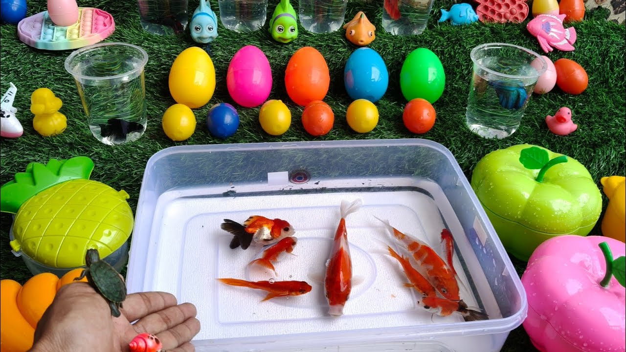 Tebak Isi Telur! Mainan Ikan Koi Lucu, Ikan Koki, Klomang & Udang 🥚🐟