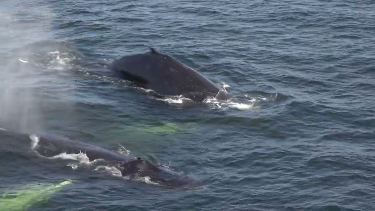 Whale watching in Tadoussac