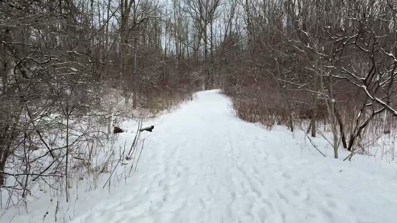 Snowy Bruce Trail Hike Near Albion Falls | 10 Minutes of Quiet Forest