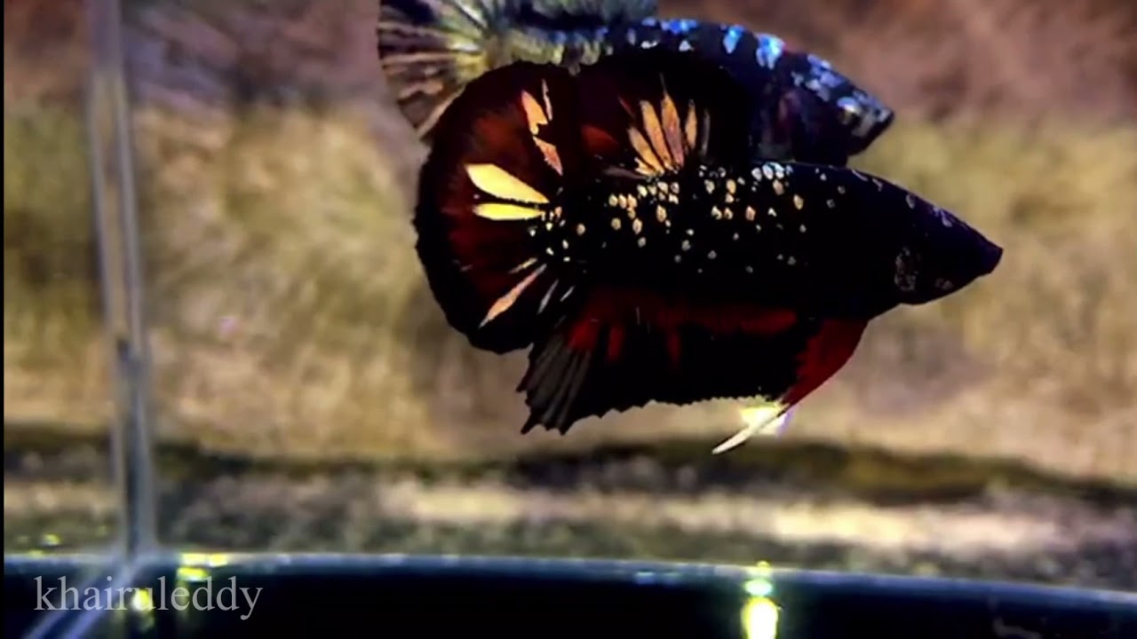 Betta Avatar Gold Top Grade For Comp | Avatar Gold