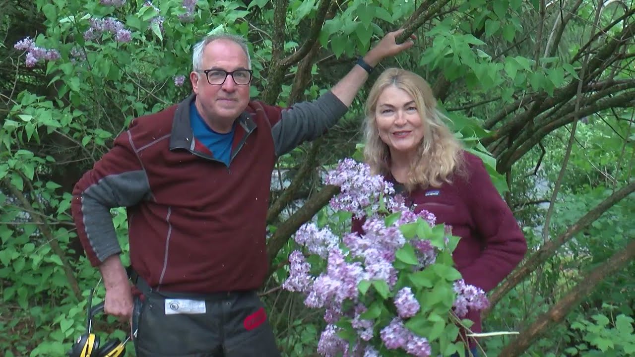 Gardening Advice: It’s A Good Time To Prune Flowering Shrubs
