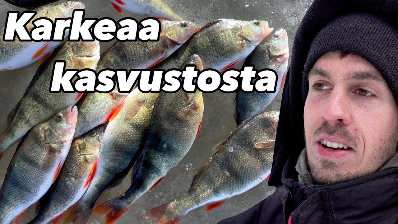ISOJA AHVENIA VIIMEISILTÄ JÄILTÄ | Ahvenen pilkintää keväällä