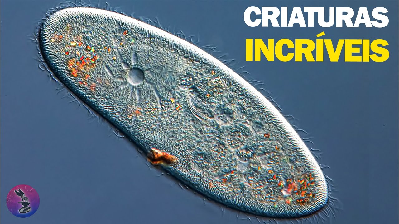 O FASCINANTE MUNDO DOS PROTOZOÁRIOS