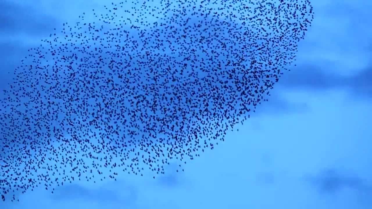 Hawk attacks Starling Murmuration / Swarm over fields.