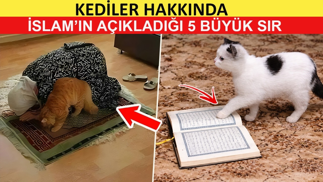 İslam’da Kediler Neden Bu Kadar Özel? | 5 Gizemli Sır