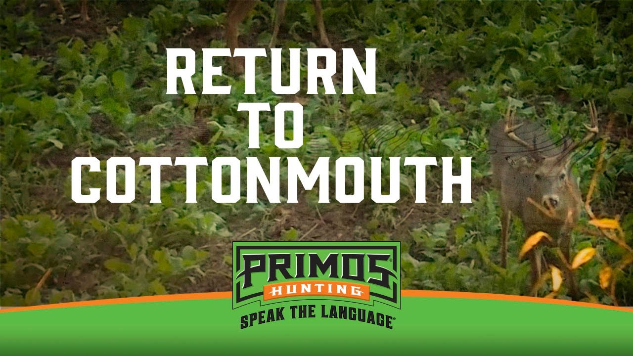 Return to Cottonmouth