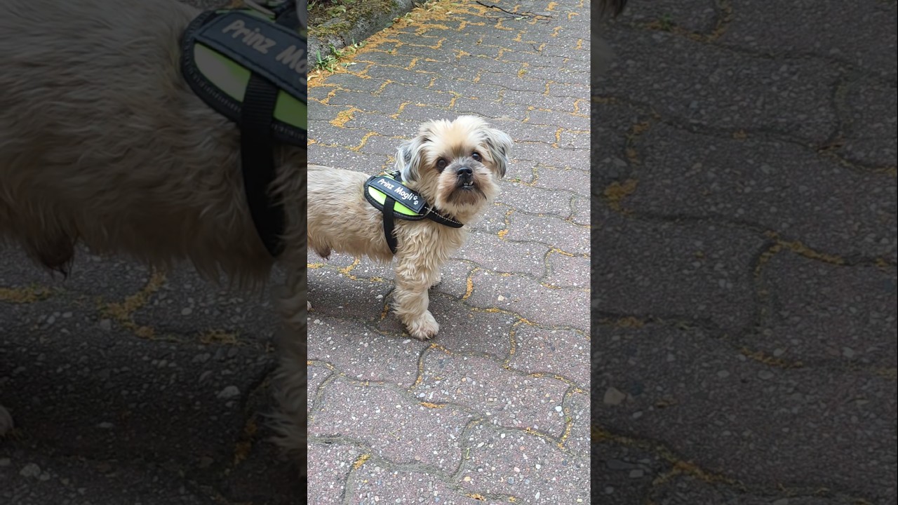 Der kleine Schlawiner ver&auml;ppelt mich wieder mal ! #dogs #tiere #hundeliebe #love #morkies  #dogmom