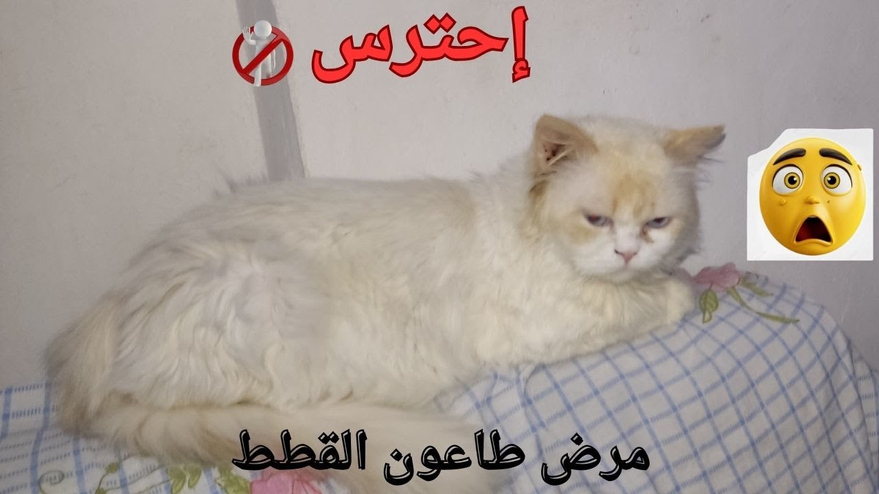 إحترس من  مرض طاعون القطط المميت (بارفو )💀🚑 _سلسلة أمراض القطط