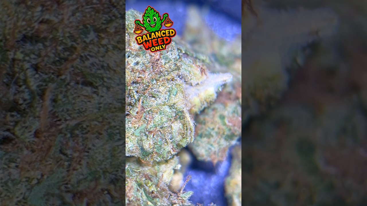 Pedanios 10/13 MBE-CA &ndash; Moon Berry #nature #balance #youtube #shorts