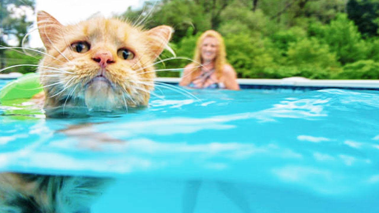 Funny Cats in Water Video Compilation 2020 [FUNNY PETS]
