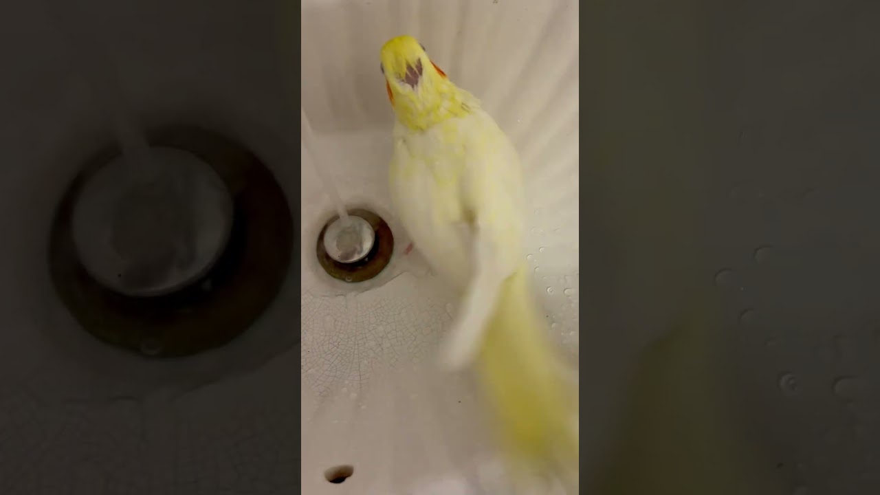 Bath time #bathtime #relaxing #selfcare #pamper #metime #cockatiel #howtomakechocolateathome #birds