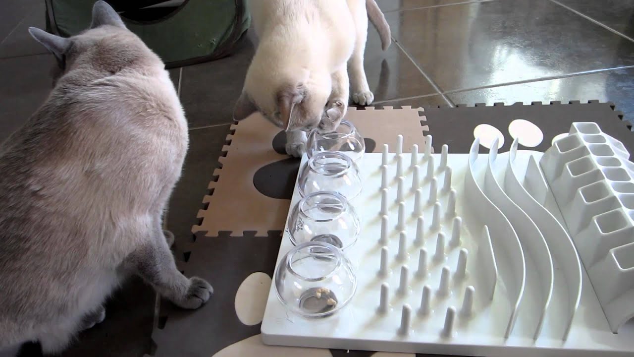 Tonkinese & Cat Activity Fun Board Food & Treat Puzzle [HD]