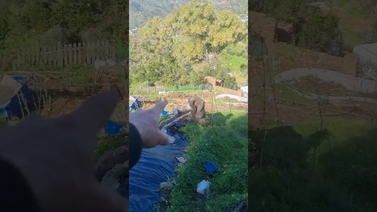 Ejemplo de agricultura sintropica REAL en la propia naturaleza. Tierra negra!!⛰️