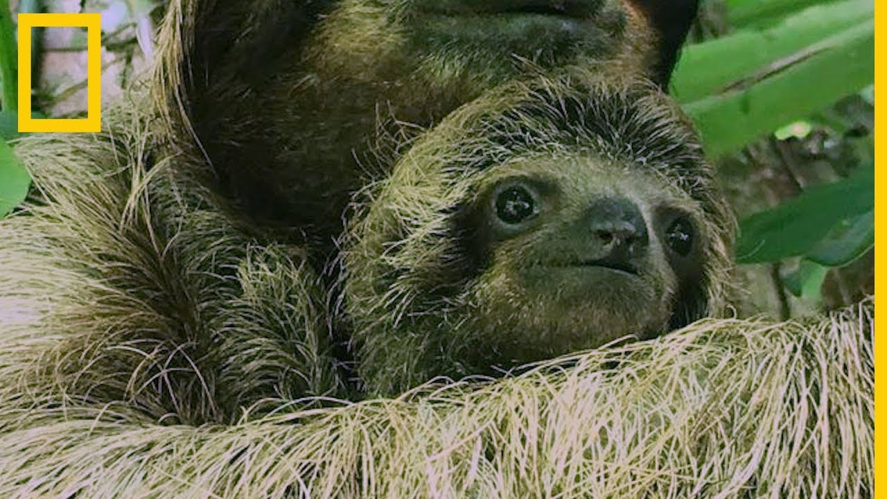 Unos rescatadores reúnen a una cría de perezoso con su madre | National Geographic en Español