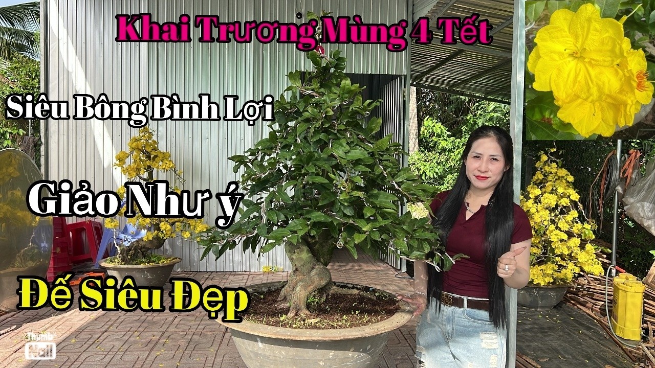 Khai Trương Mùng 4 Tết , Siêu Bông Bình Lợi , Như Ý , ĐẾ SIÊU ĐẸP - 037.743.5983 Vườn Mai Tuyết Ngân