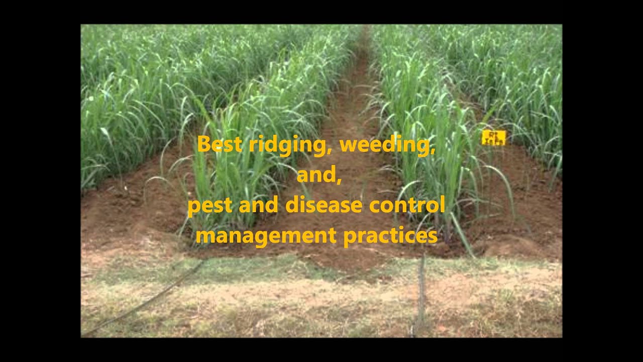 Lowveld Smallscale Sugarcane Development Project Video