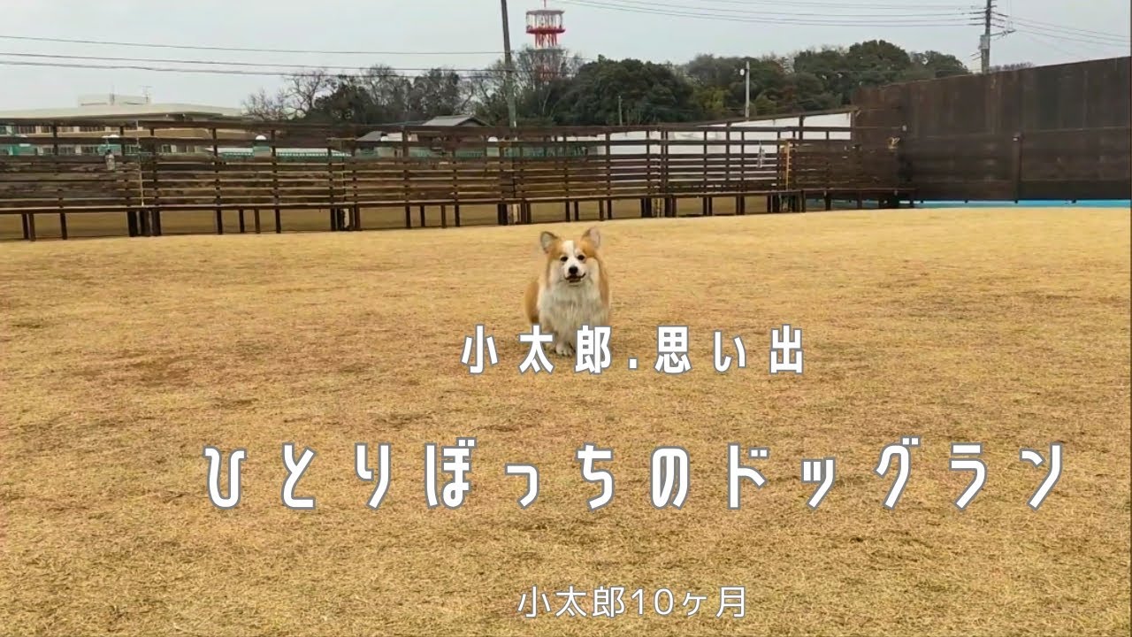 ひとりぼっちのドッグラン