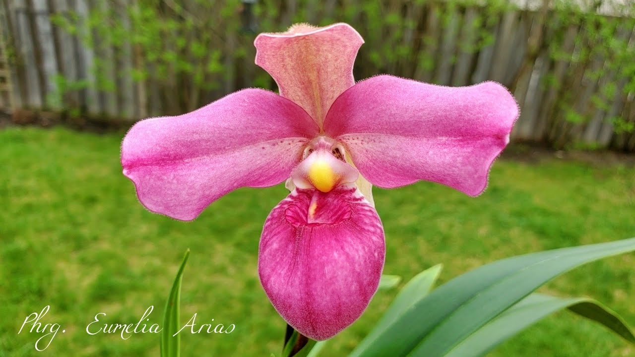 Sophie's Garden 兰花，可爱的美洲兜兰 Phrag. Eumelia Arias 